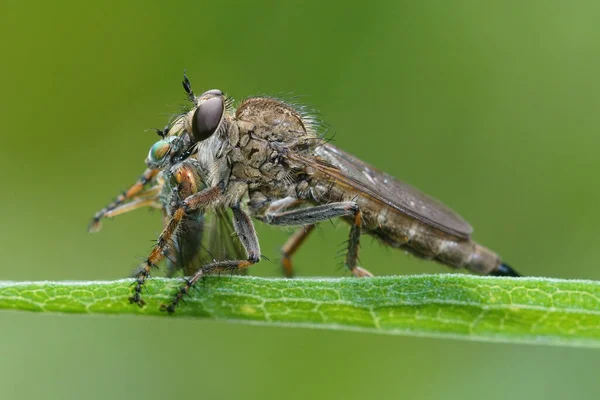 Una mosca rapiña, Asilidae, ha capturado una mosca en una hoja verde — Foto de Stock