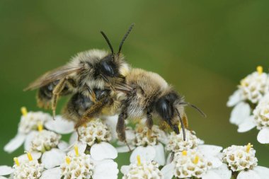 Gri maden arısı Andrena vaga 'nın çiftleşmesi