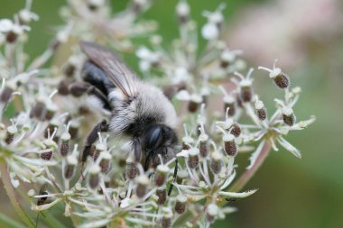 Dişi bir gri maden arısı, Andrena vaga ortak kirişe gizlenmiş.