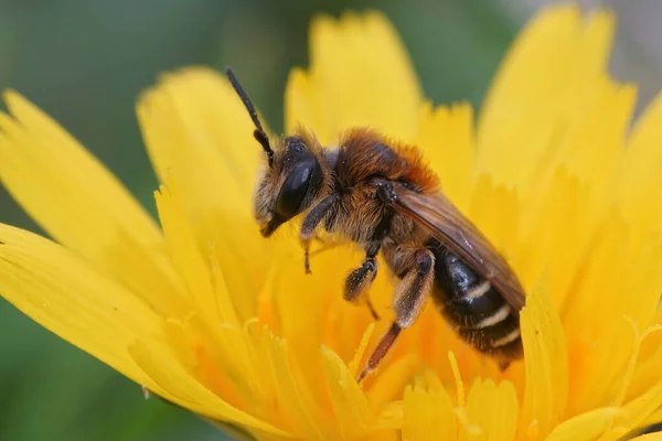 Close up de uma fêmea Abelha Mineira de franja curta, Andrena dorsata — Fotografia de Stock