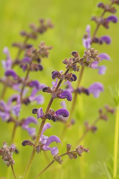 Colorido primer plano plano de clary pradera púrpura o salvia pradera, Salvia prantensis — Foto de Stock
