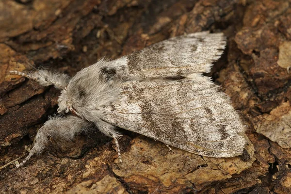 Primer plano de un paliducho, Calliteara repubunda sobre un trozo de madera —  Fotos de Stock