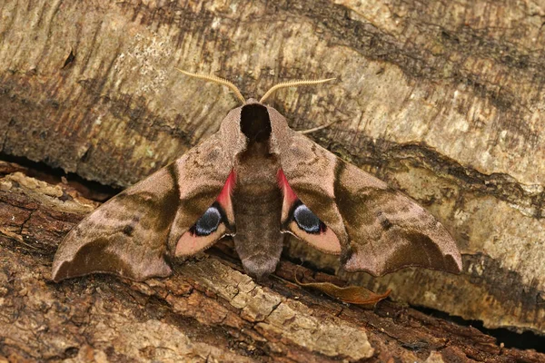 Smerinthus ocellatus，一只五颜六色的鹰蛾的近视 — 图库照片