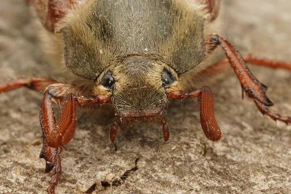 Close-up da cabeça de um cockchafer, Maybug ou doodlebug, Melolontha melolontha — Fotografia de Stock