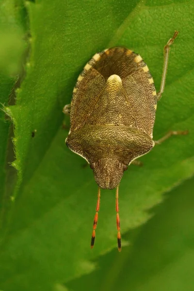 Κοντινό πλάνο του Vernal Shieldbug, Peribalus strictus σε πράσινο φύλλο — Φωτογραφία Αρχείου