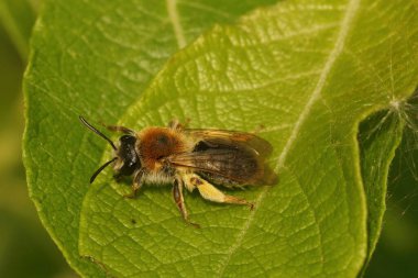 Bir dişi maden arısı, Andrena hemoroa, bir yaprağın üzerinde dinleniyor.