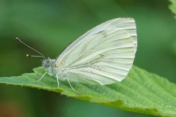 緑のつるの白い蝶のクローズアップ、ピエリス・ナピ — ストック写真
