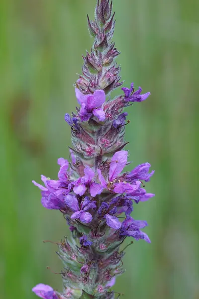 Närbild av den lila losestrife, Lythrum salicaria — Stockfoto