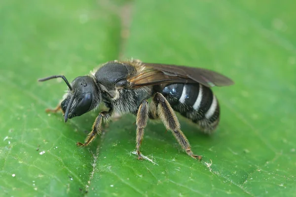 Uma fêmea da abelha do sulco muito escura e grande, Lasioglossum majus — Fotografia de Stock