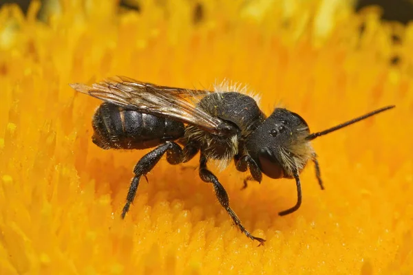 Close up of a worn out male of the Large-headed Resin Bee. — Stock Photo, Image