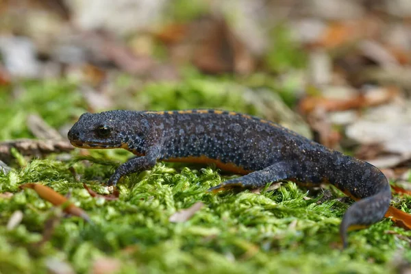 Primer plano de un tritón juvenil de Apline, Ichthyosaura alpestris —  Fotos de Stock