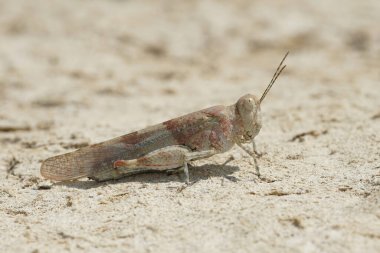 Mavi kanatlı çekirgenin yakınında, Sphingonotus caerulans güneşte