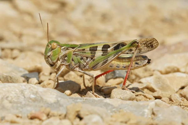 Een van de grote grasoppers, Oedaleus decorus bij zonnig weer — Stockfoto