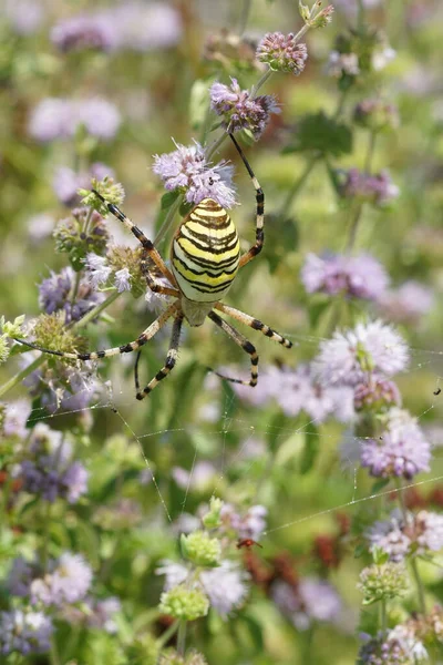 Un ragno tigre, Argiope Argiope bruennichi nella sua tela in attesa di preda — Foto Stock