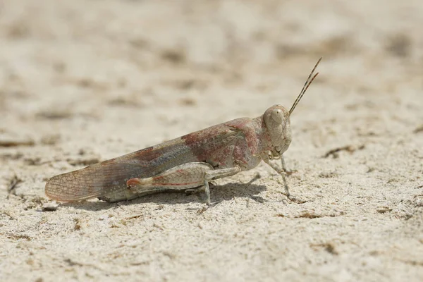 Close up of a blue winged locust, Sphingonotus caerulans in the sun — Stock Photo, Image