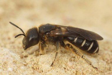 Koyu renkli çizgili arılardan biri olan Halictus maculatus 'a yaklaş.