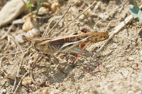 Close up of a migratory locus, migratory locust in the sun — Stock Photo, Image