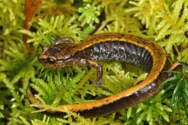 Sarı Plethodon Taşıyıcı, yeşil yosunlu Batı Kırmızı Sırt Semenderi