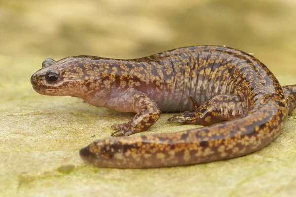 Крупный План Красочной Самки Hida Salamander Hynobius Kimurae Плоской Коричневой — стоковое фото