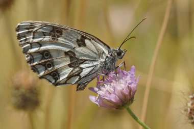 Melanargia Galaksisi 'nin beyaz mermerden bir yan görüntüsü. 