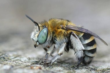 Fransa 'dan dişi bir kazıcı arı olan Amegilla Albigena' nın yan görüntüsü.. 