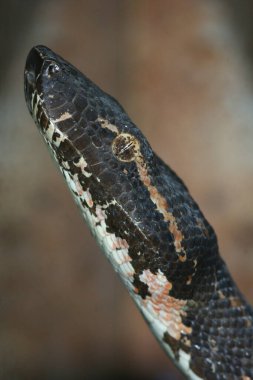 Candoia bibroni veya Pacific boa yılanı, zararsız bir Boidea türüdür.