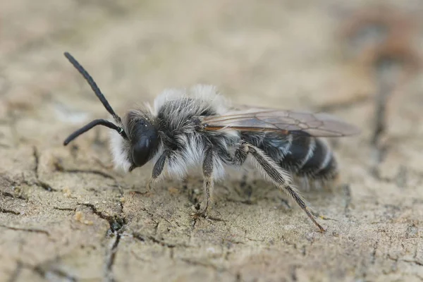 Fechar de um macho da abelha de mineração de areia, Andrena barbilabris — Fotografia de Stock