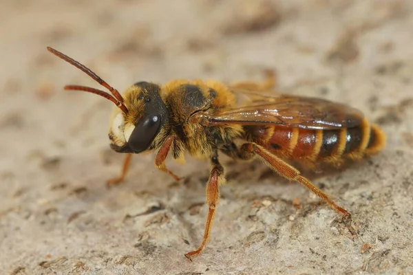 I maschi di questa specie di api da miniera possono essere abbastanza rossi, Andrena variabilis — Foto Stock