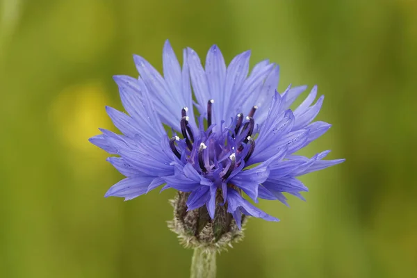 The brilliant blue flower of the cornflower ,Centaurea cyanus. — Stock Photo, Image