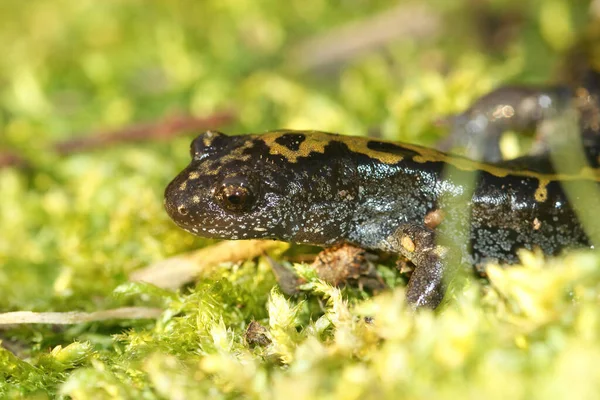 A salamandra de bico longo, Ambystoma macrodactylum de Oregon — Fotografia de Stock