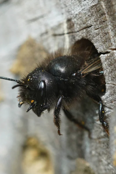 Una abeja albañil con cuernos, Osmia cornuta, saliendo de su nido — Foto de Stock