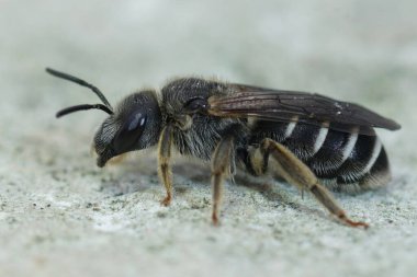 Koyu renkli bir dişi arı olan Halictus maculatus 'a yaklaş.