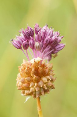Karga sarımsağının mor çiçeğini kapat, Allium Vineale