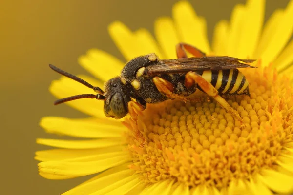 Close up de cleptoparasita abelha nômade, Nomada flavopicta — Fotografia de Stock