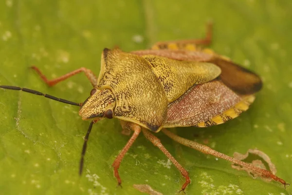 Primer plano de un colorido y poco común insecto escudo, Carpocoris fuscipinus . — Foto de Stock