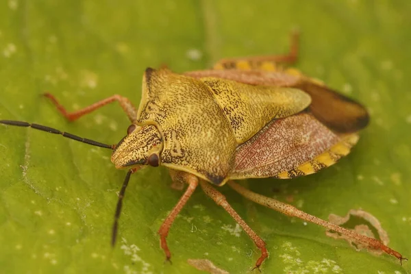 Detailní záběr barevné, neobvyklé štěnice štítu, Carpocoris fuscipinus . — Stock fotografie