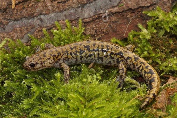 Der japanische Bachlauf oder Hondo-Salamander Hynobius kimurae — Stockfoto