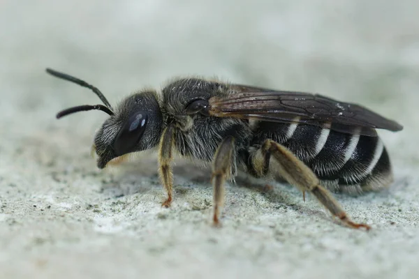 Close-up van een vrouwtje donker gekleurde bontbij, Halictus maculatus op steen — Stockfoto