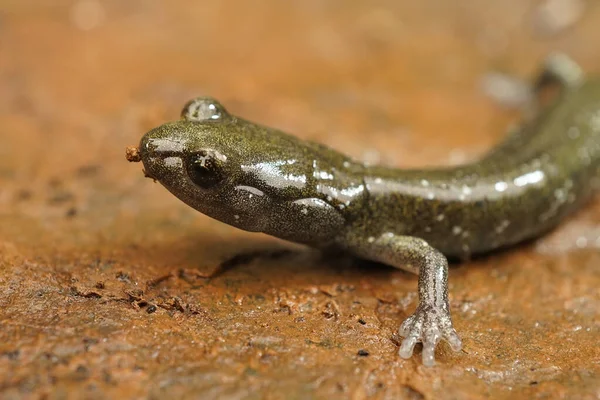Zelený poddospělý Aneides flavipunctatus, černý salamander na kameni. — Stock fotografie