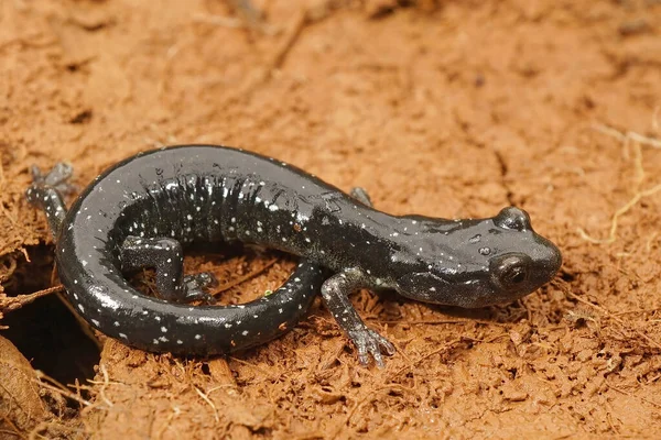 Κοντινό πλάνο ενός ενήλικου λευκού στίγματος Aneides flavipunctatus, Black Salamander — Φωτογραφία Αρχείου