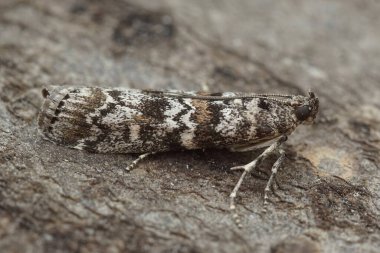 Güney Fransa 'da küçük bir güve olan Dioryctria abietella' ya yaklaş.