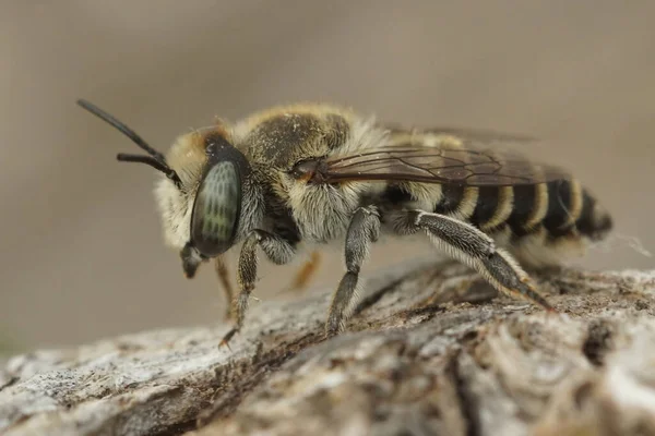 Güney Fransa 'nın yapraklı bir arısı olan dişi Megachile pilidens' e yakın. — Stok fotoğraf