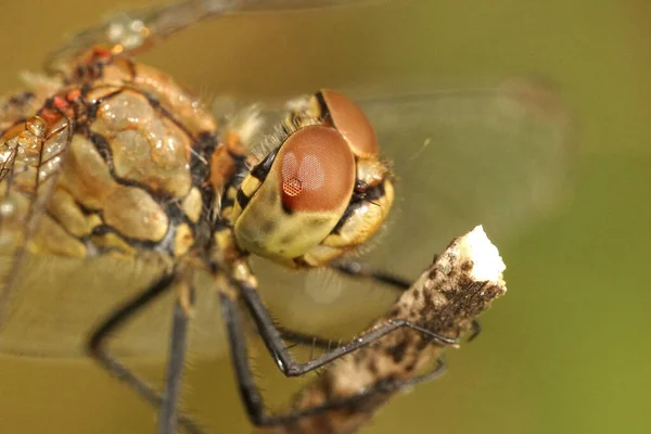 Detaillierte Nahaufnahme des Kopfes eines Ruddy Darter, Sympetrum sanguineum — Stockfoto