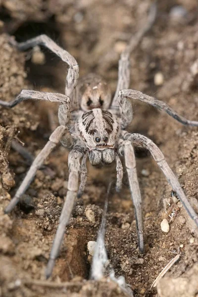 Avrupa 'nın en büyük kurt örümceklerinden Hogna Radiata' ya yaklaşın. — Stok fotoğraf