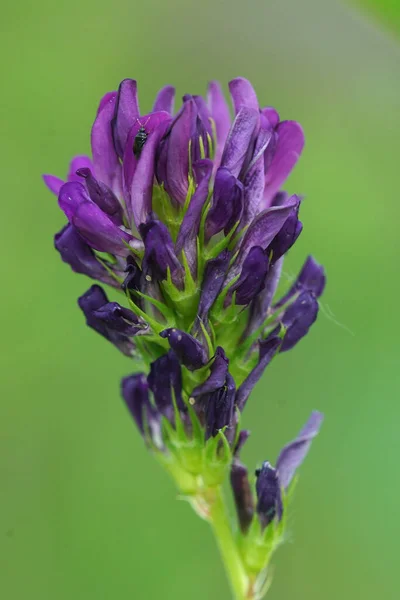 Närbild av den lila blomman av Alfalfa, lusern, Medicago sativa — Stockfoto
