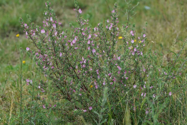 Fiori rosa del restharrow comune o Ononis repens in una prateria — Foto Stock