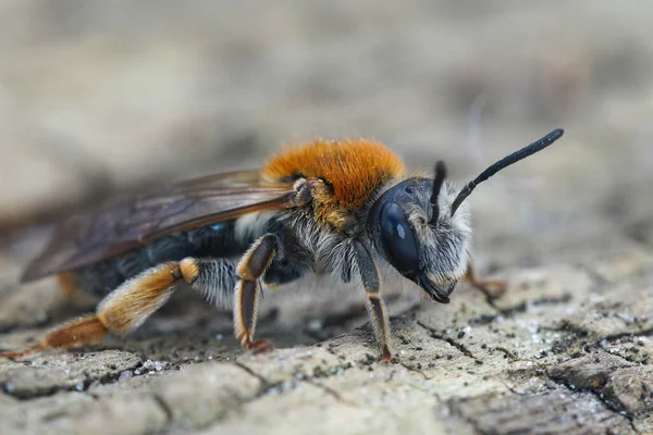 Bir dişi maden arısının ön cepheden yakın çekimi, Andrena hemoroa bir odun parçasında.