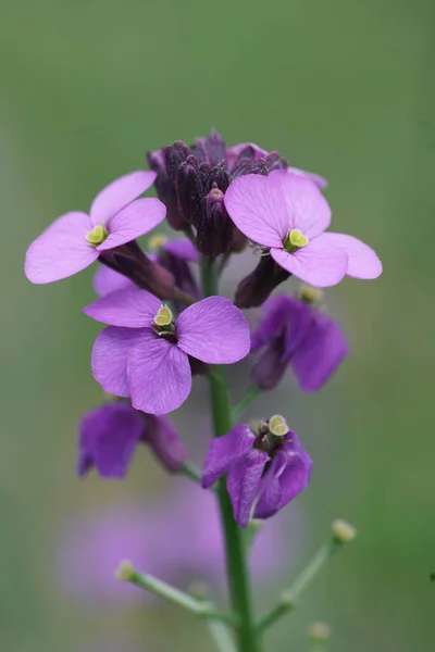 Närbild Den Rosa Blomman Den Gemensamma Plånboken Erysimum Cheiri Grön — Stockfoto