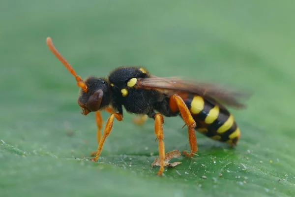 Szczegółowe Zbliżenie Czerwonookiej Samicy Malowane Koczownicze Pszczoły Nomada Fucata Zielonym — Zdjęcie stockowe