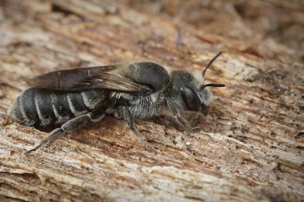 Gros plan d'une femelle oligolectique Vipères Bugloss Mason Bee, Hoplitis adunca — Photo